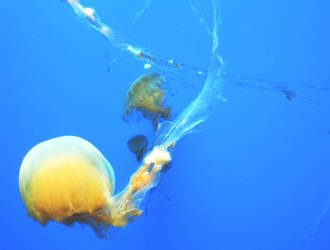 jellyfish