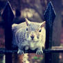 Squirrel at Hyde Park, London