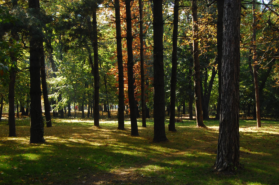 Forest Past The forest of the past by ElectricalBug on DeviantArt