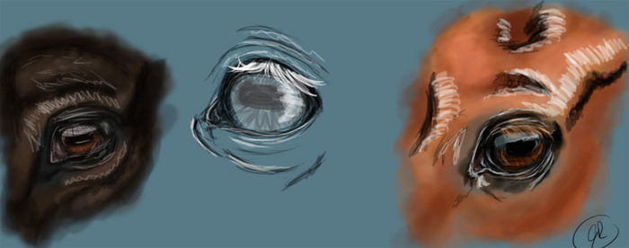 Horse eyes study