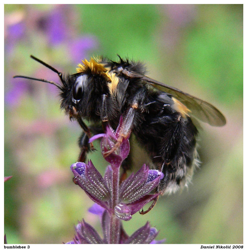 bumblebee 3