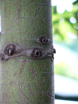 Tree Knots...