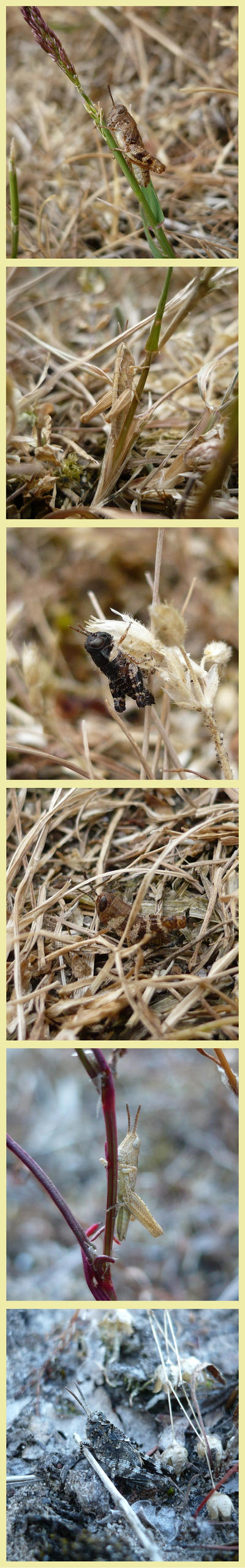 grasshopper diversity