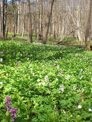 Woodruff beech forest: Habitat overview III