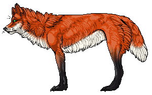 Fox Wolf Adopt  CLOSED