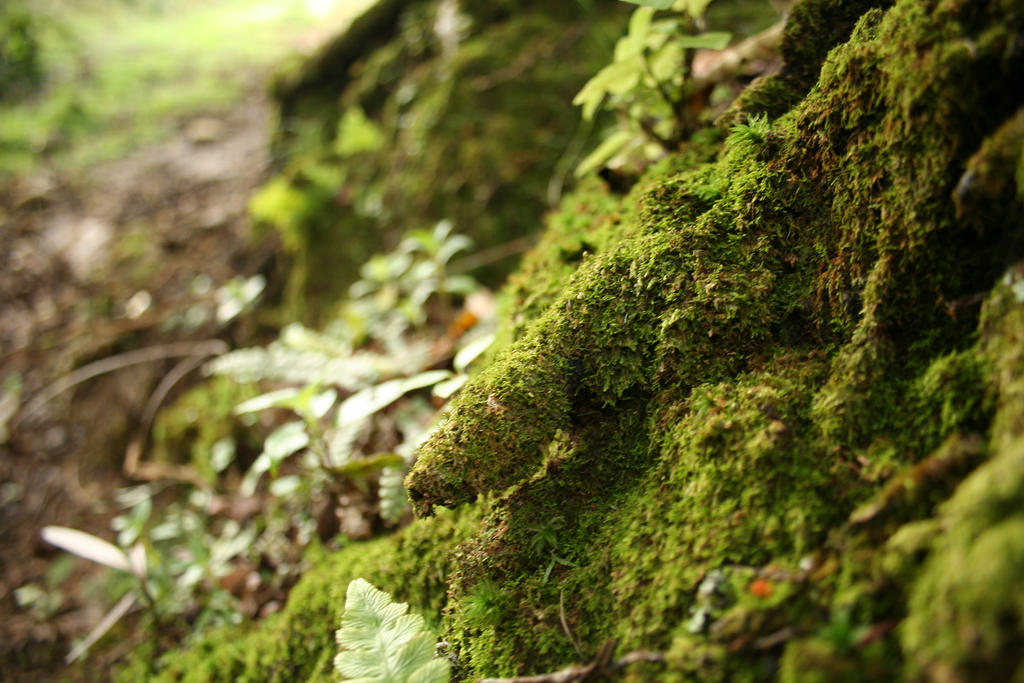 Moss Forest