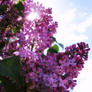 Branch of purple lilac