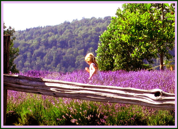 Running in lavender field