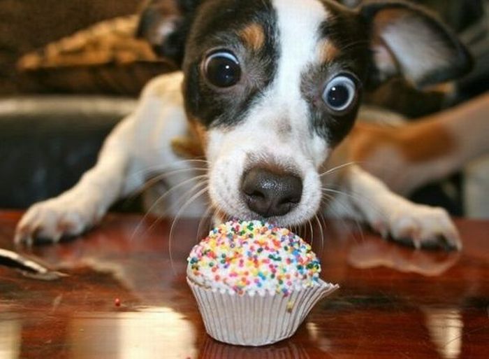 i haz a cup cake