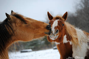 Kisses