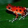 Red Bastimentos Poison Frog