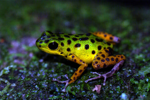 Isla Colon Dart Frog