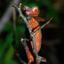 Red Satanic Leaf-Tailed Gecko