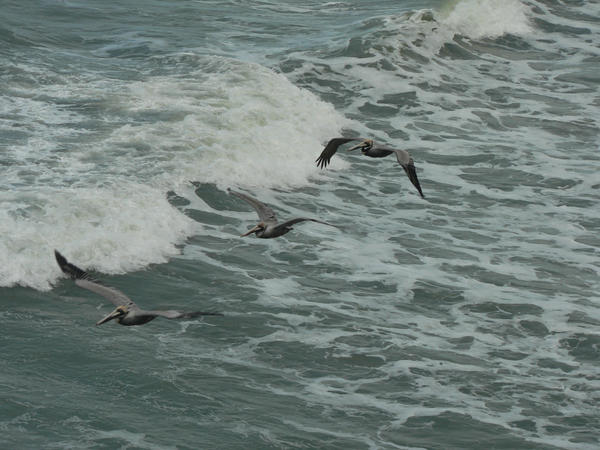 Flying Pelicans