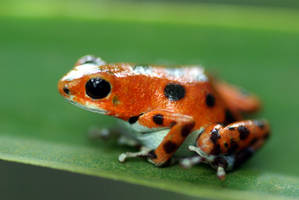 Bastimentos Dart Frog