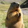 The marmot's prayer