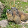 Cute family marmot