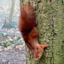 Curious squirrel