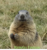 Speaking marmot