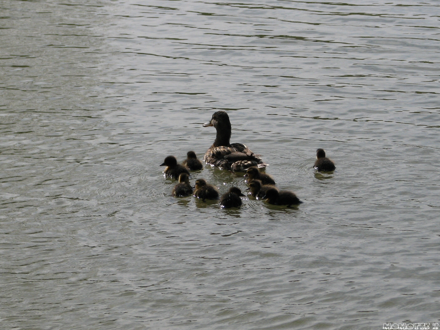 Duck's sweet family