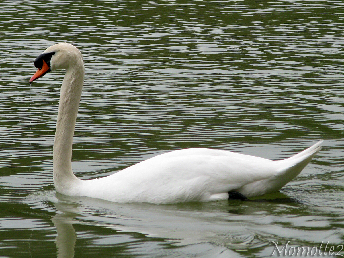 Swan's lake