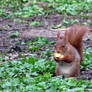 Good lunch Mr squirrel