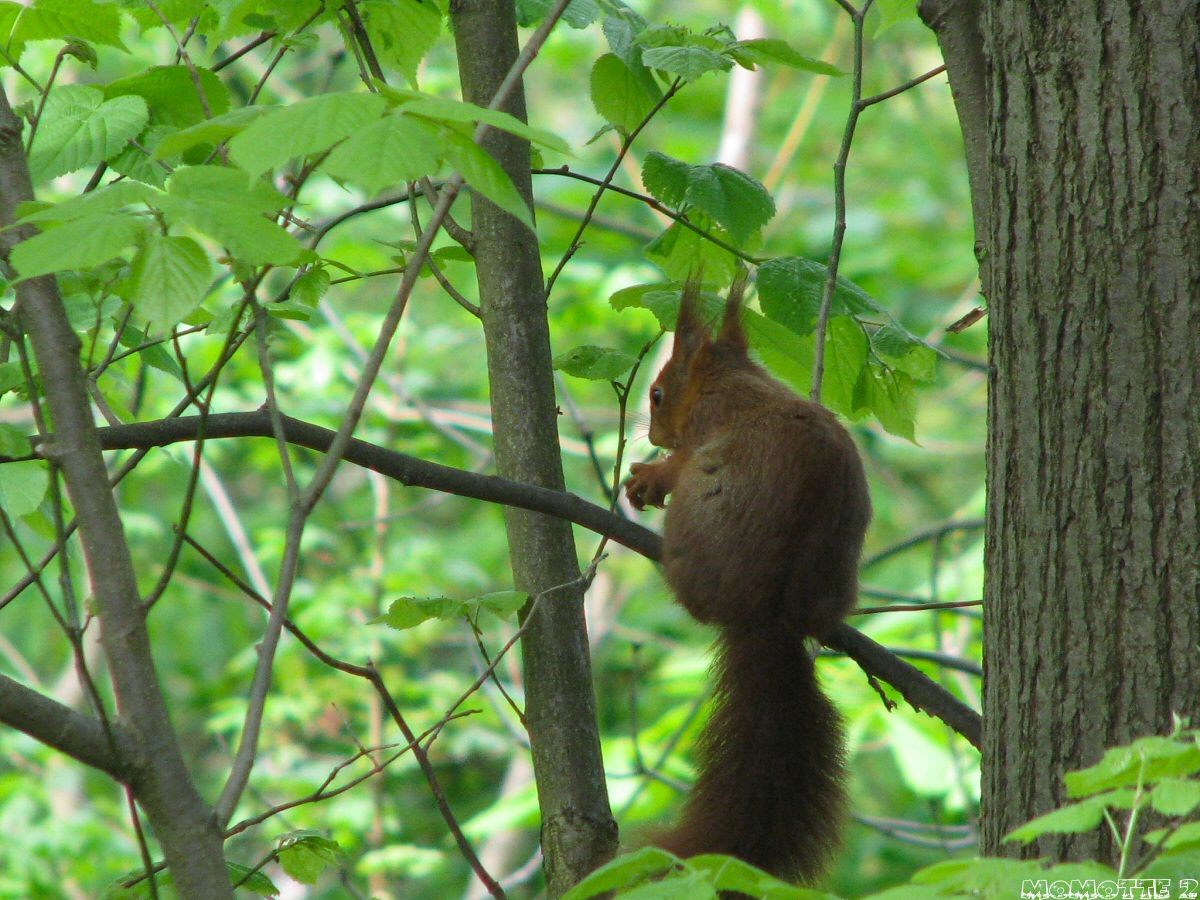 In my tree