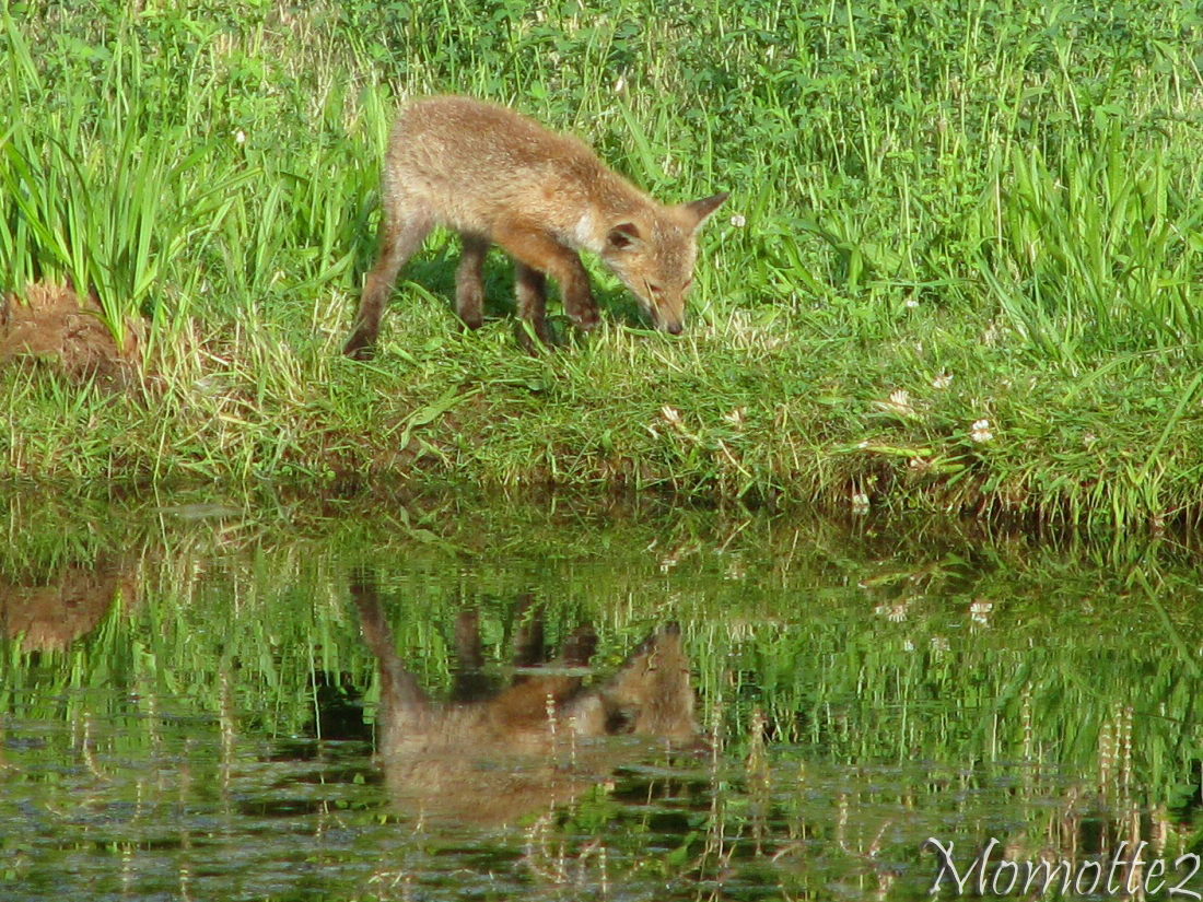 Walking in the grass