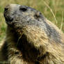 My sweet marmot