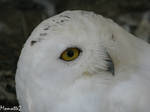 Close to the snowy owl by Momotte2