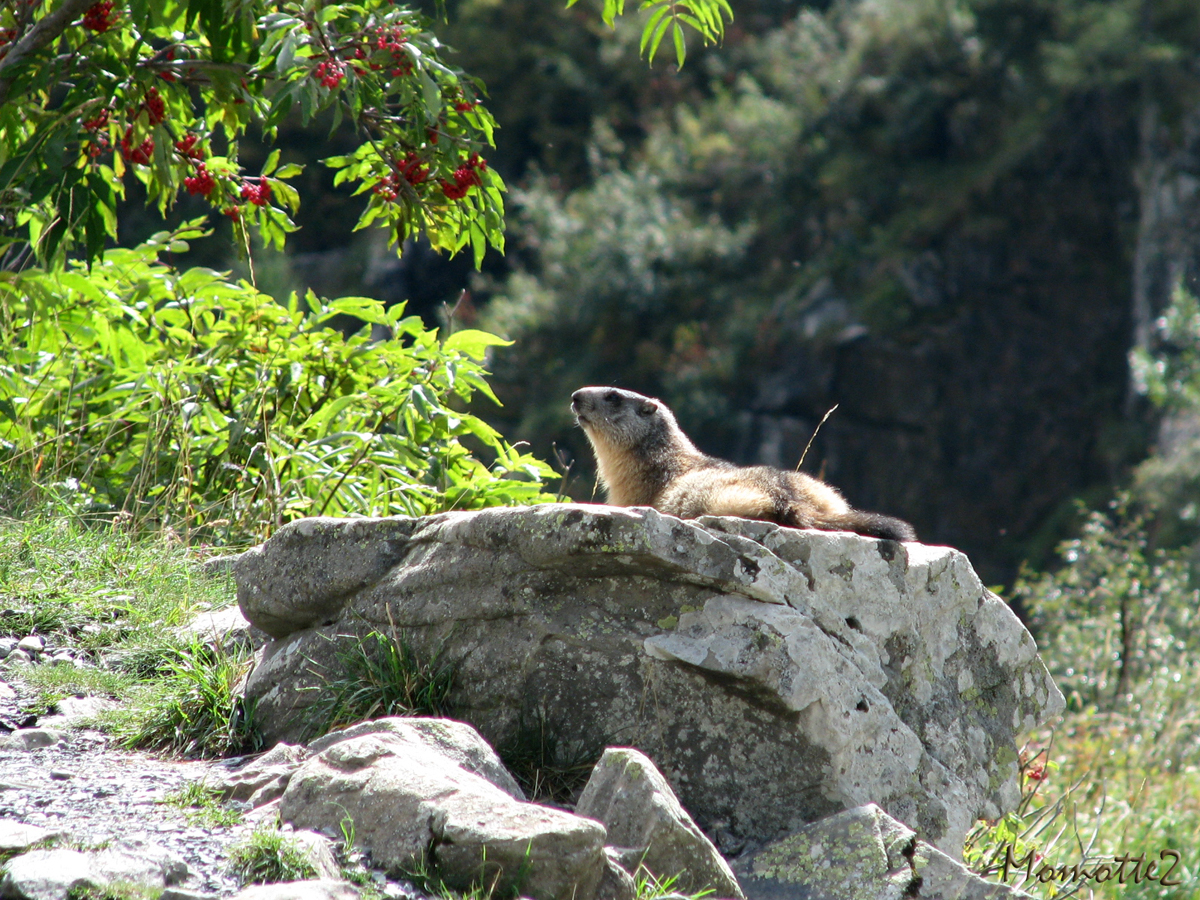 Sunbathing on the path