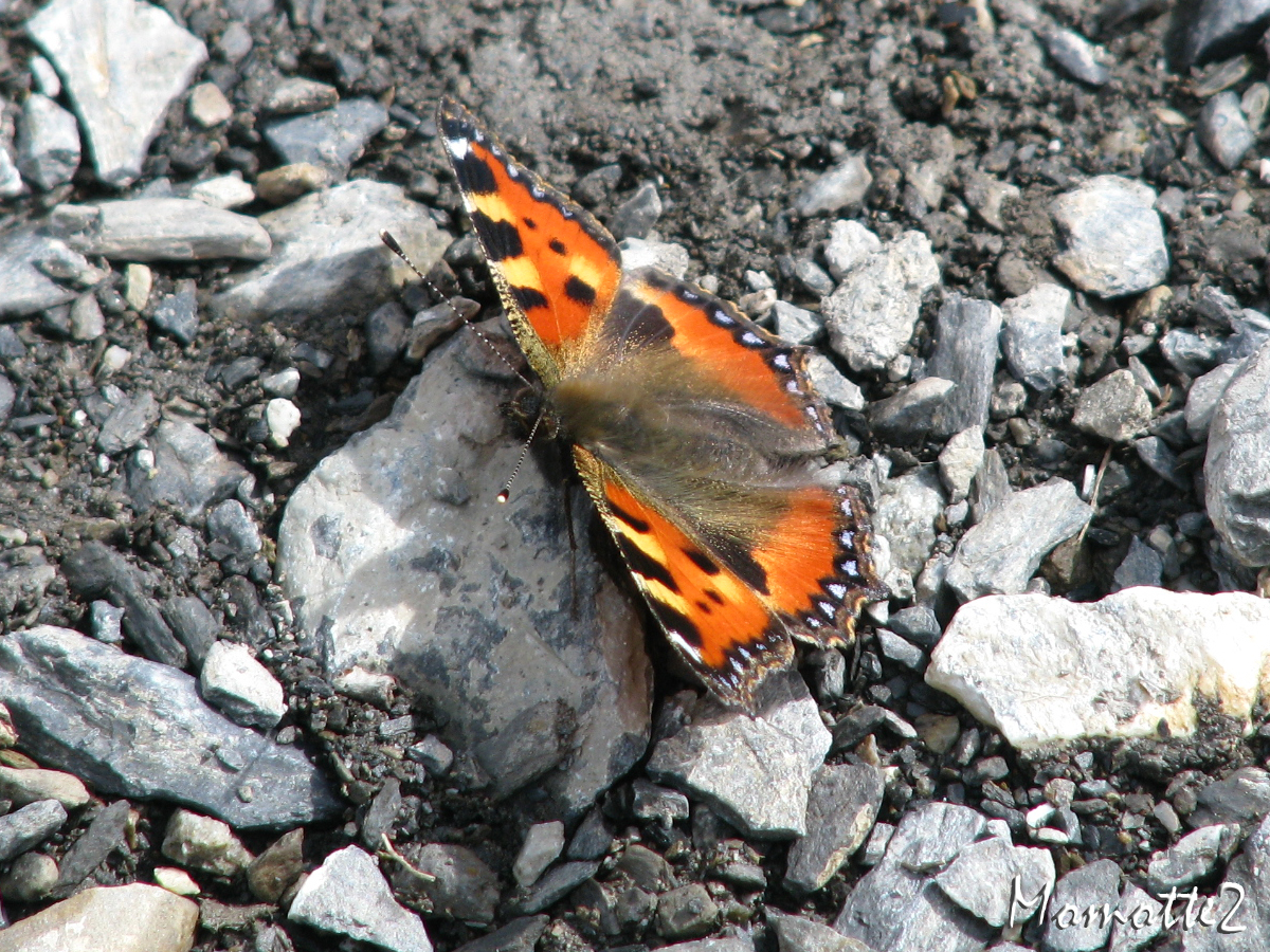 Mountain's butterfly