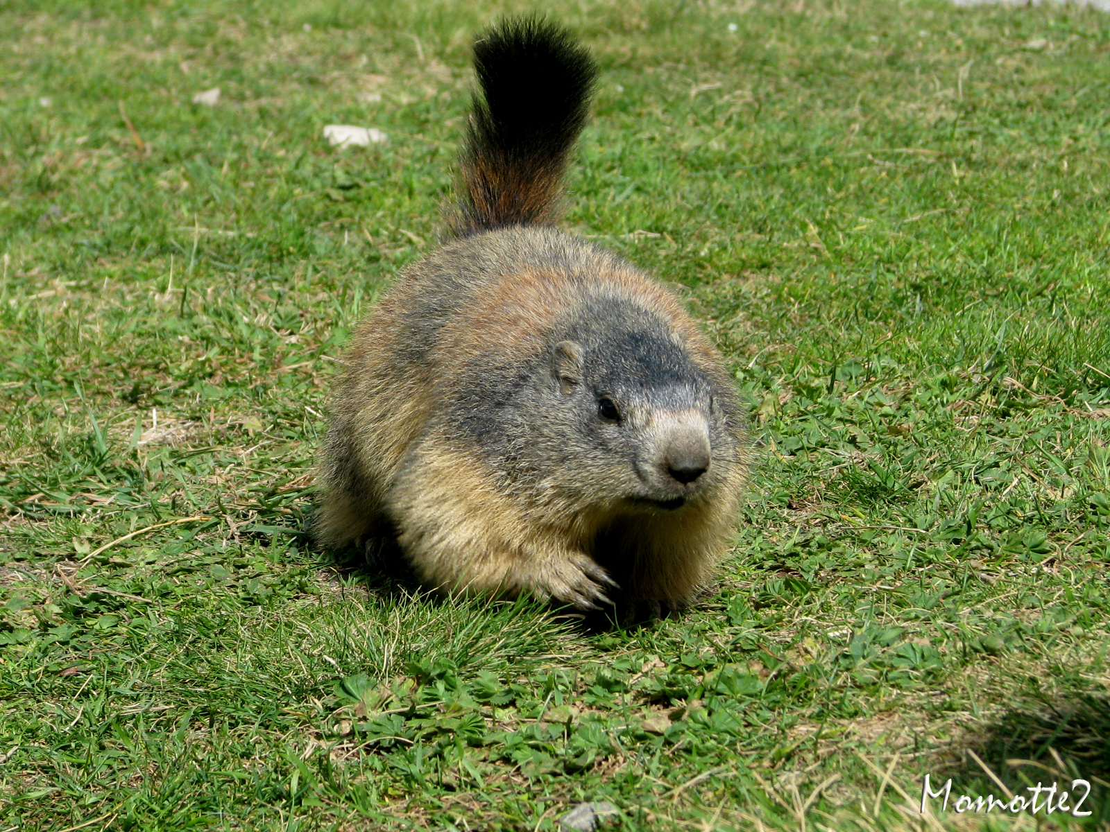 Marmots like so much digging