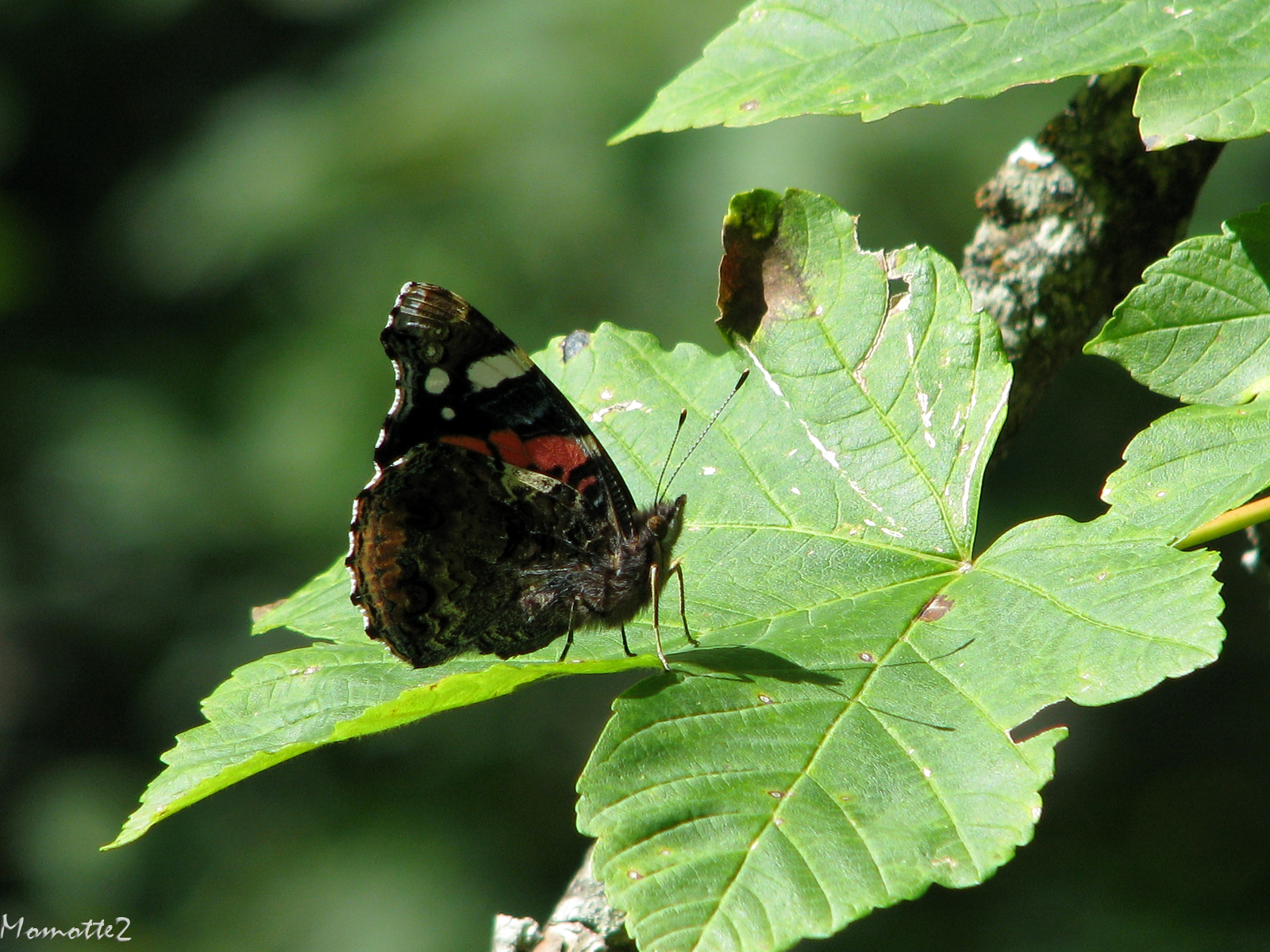 Peaceful butterfly