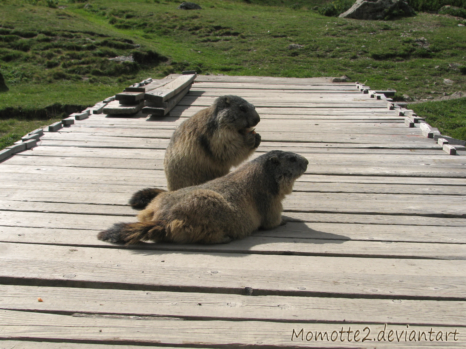 Two marmots on a bridge