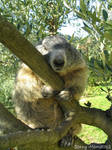 Bonny the marmot in a tree by Momotte2