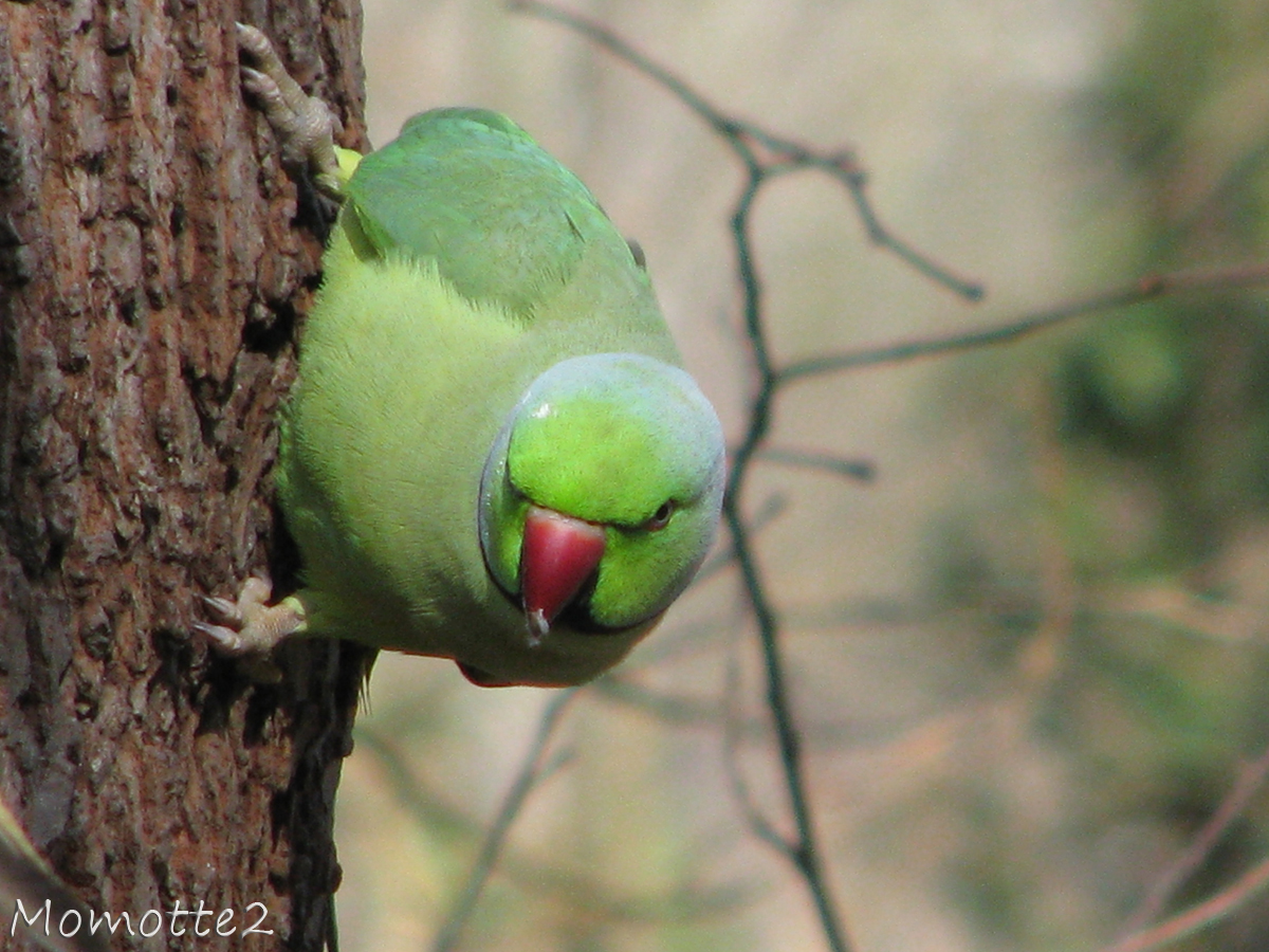 Parrot of the spring