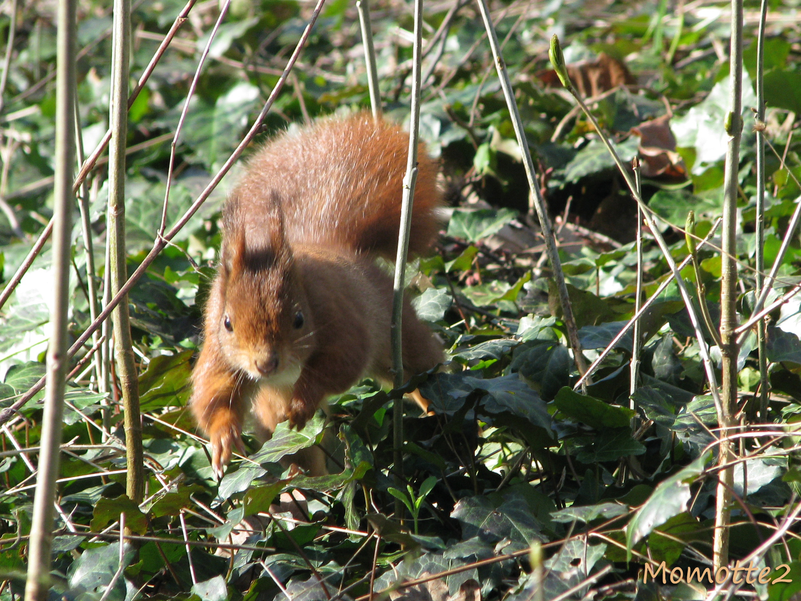 Running squirrel