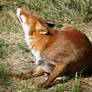 Lola the fox scratches herself