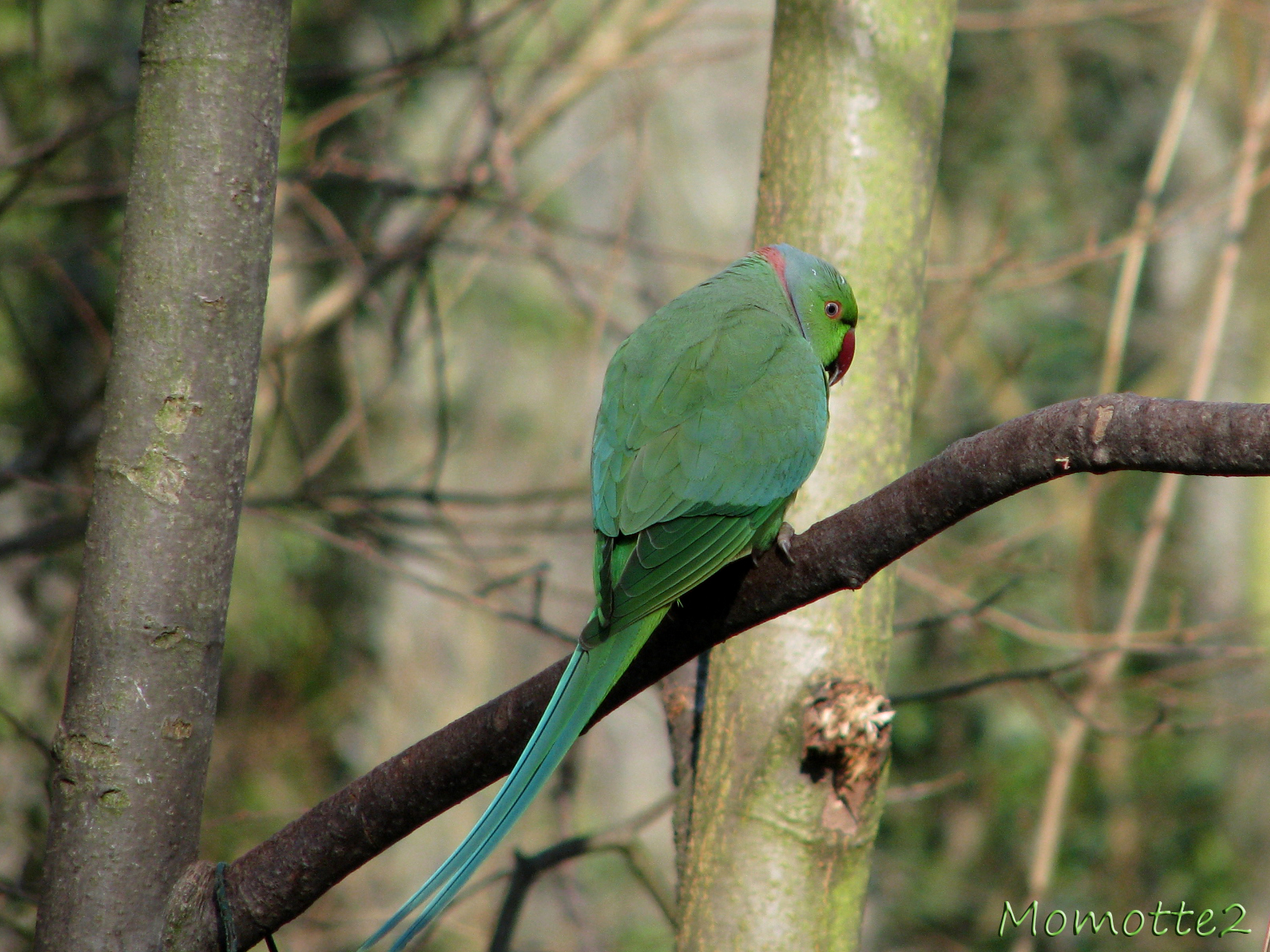 Shy Indian parrot