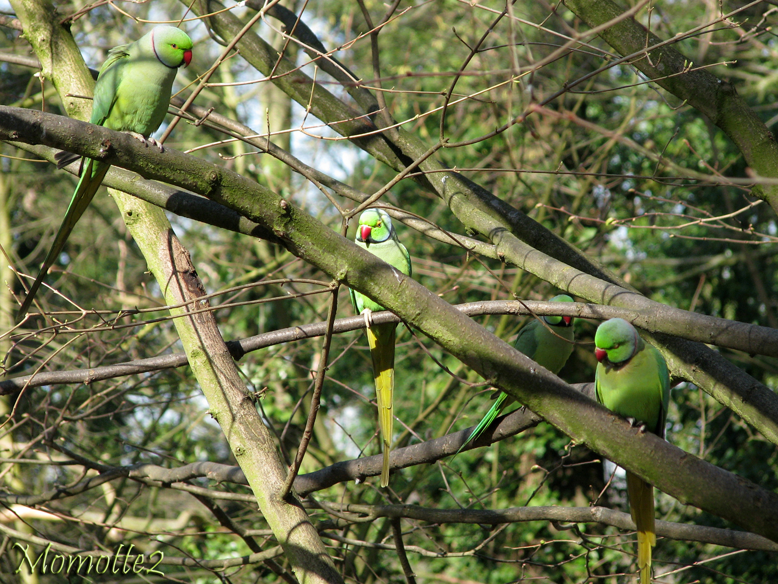 Parrots conference