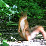 Squirrel in the sun