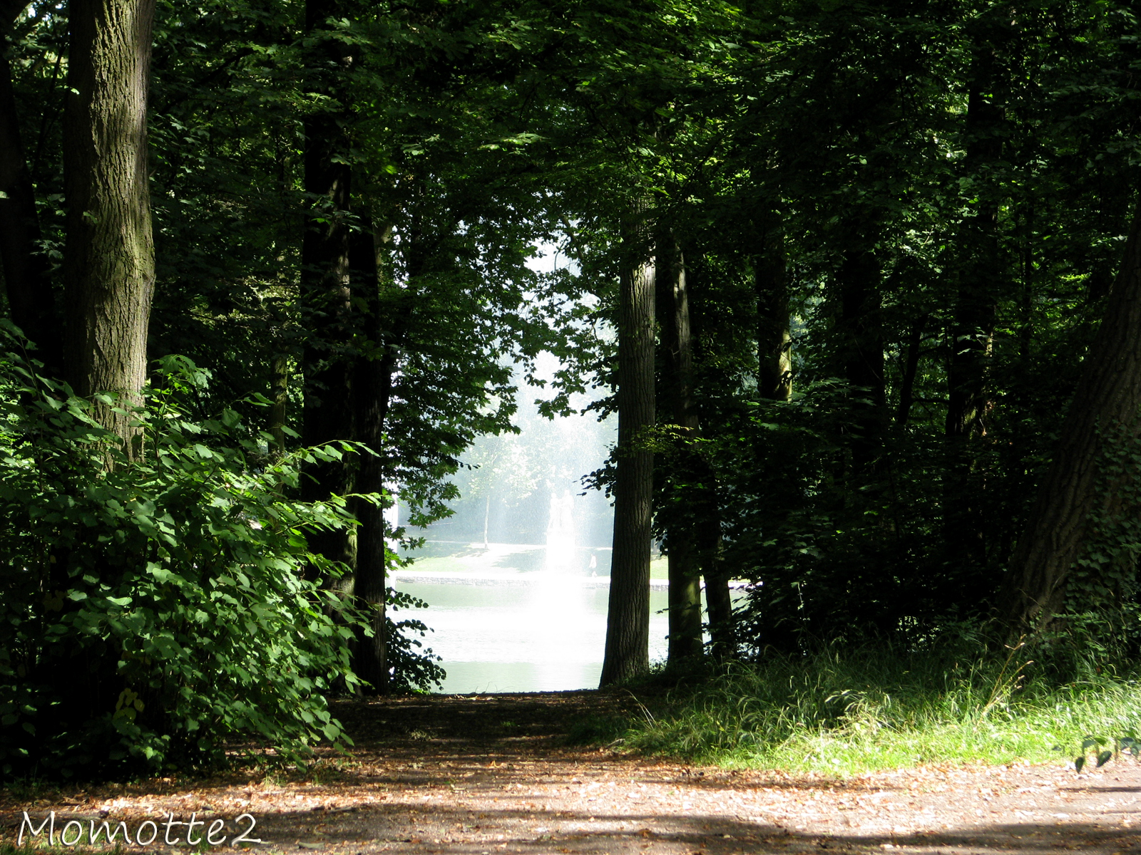 Magical path in the forest