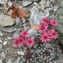 Rocks's flowers