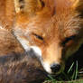 Red fox close-up