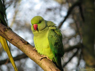 Fluffy Indian ring neck