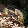 Hide-and-seek with baby boar