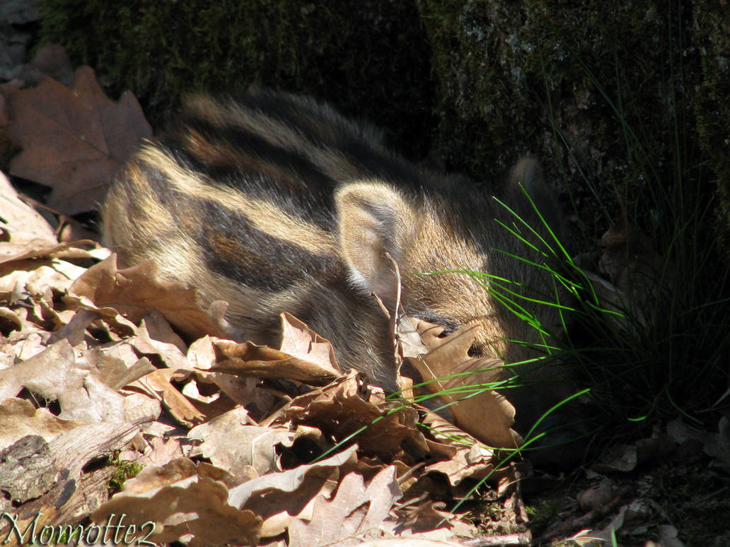 Hide-and-seek with baby boar by Momotte2