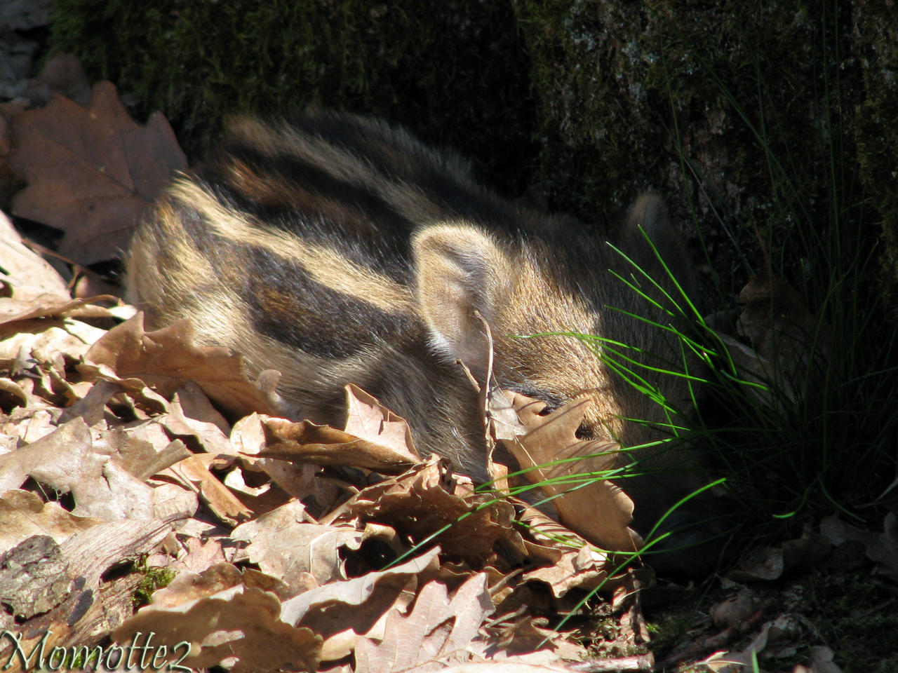 Hide-and-seek with baby boar by Momotte2