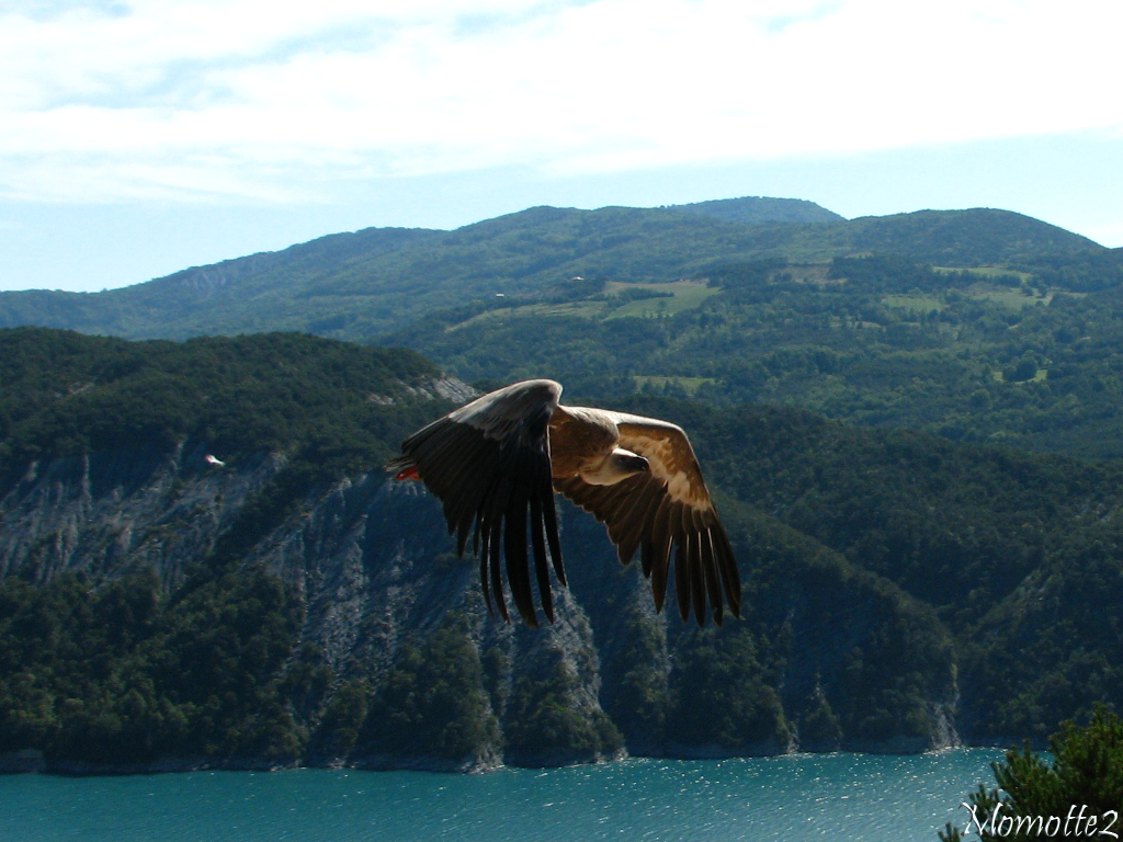 Peaceful fly of the vulture